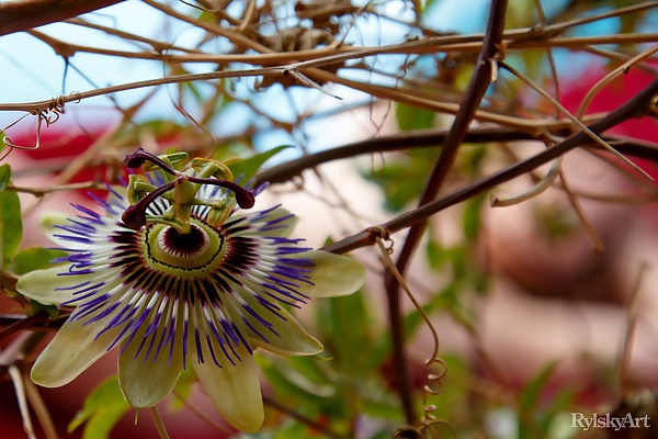 Passionflower featuring Clarice by Rylsky from Rylsky Art - 1/16